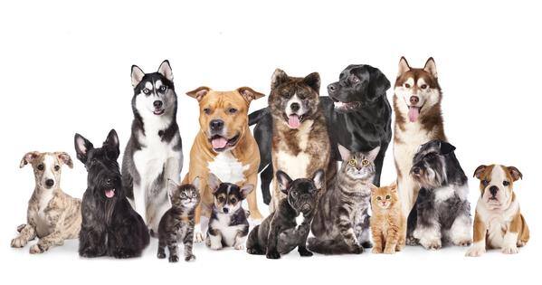 dogs_cats_groups_grande